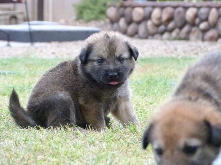 chinook dog